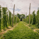 Illustration for article titled Wet Hop Beer: The Real Seasonal Brew You Should Be Drinking This Fall